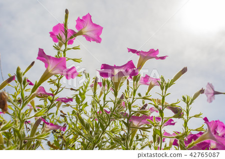 pink flowers against sunlight 42765087