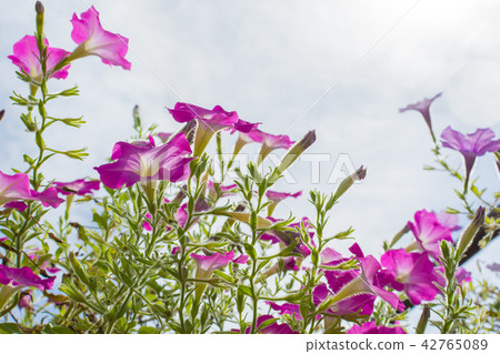 pink flowers against sunlight pink flowers against sunlight 42765089