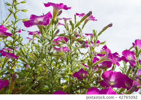 pink flowers against sunlight pink flowers against sunlight 42765092