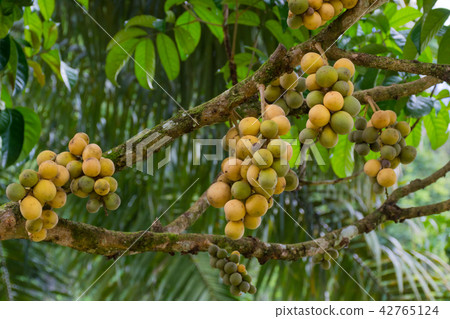 Lansium parasiticum Lansium parasiticum 42765124