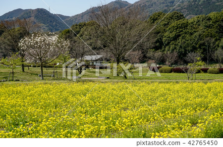 Nanohana flower park 42765450