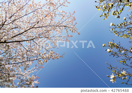Sakura Kobushi Sakura Kobushi 42765488