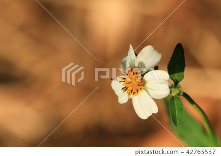 the Beautiful of nature view at outdoor the Beautiful of nature view at outdoor 42765537
