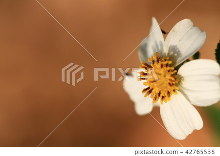 the Beautiful of nature view at outdoor the Beautiful of nature view at outdoor 42765538