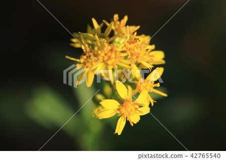 yellow flower in nature garden at out door yellow flower in nature garden at out door 42765540
