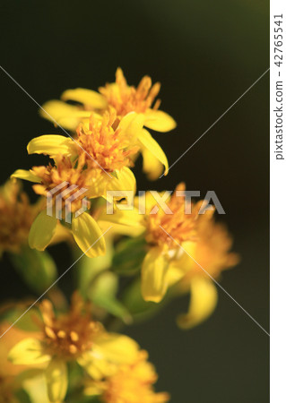 yellow flower in nature garden at out door yellow flower in nature garden at out door 42765541