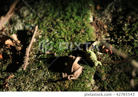 green moss background texture beautiful in nature green moss background texture beautiful in nature 42765543