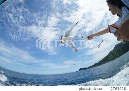 Shakotan Blue and Seagull ① 42765628