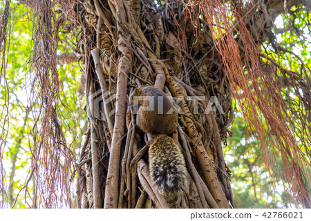 Red-Bellied Squirrel at Taipei 228 Park, Taipei Bay 42766021