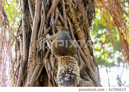 Red-Bellied Squirrel at Taipei 228 Park, Taipei Bay Red-Bellied Squirrel at Taipei 228 Park, Taipei Bay 42766024