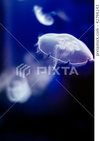jellyfish  42766143
