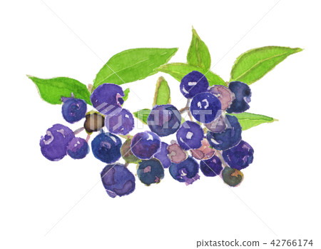 藍莓兔眼Vaccinium virgatum 藍莓兔眼Vaccinium virgatum 42766174