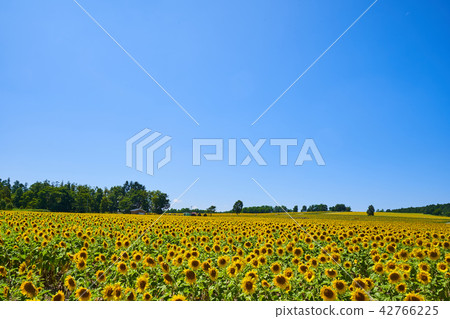 Sunflower-sunflower in Hokuryu-cho 42766225