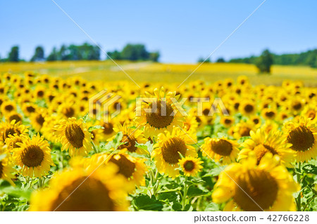 Sunflower-sunflower in Hokuryu-cho 42766228