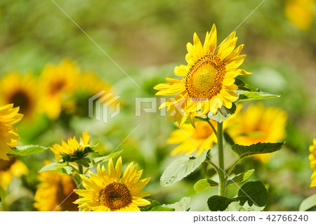 Sunflower-sunflower in Hokuryu-cho 42766240