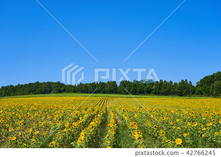 Sunflower-sunflower in Hokuryu-cho 42766245