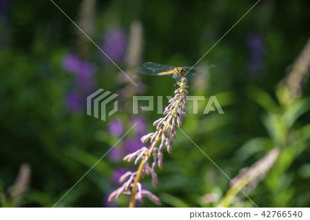 Dragonfly that sticks to the bud of Janakiran Dragonfly that sticks to the bud of Janakiran 42766540
