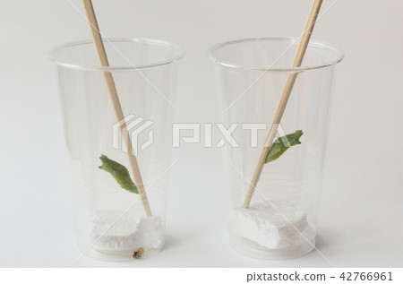 Namiaguaha的蛹 42766961