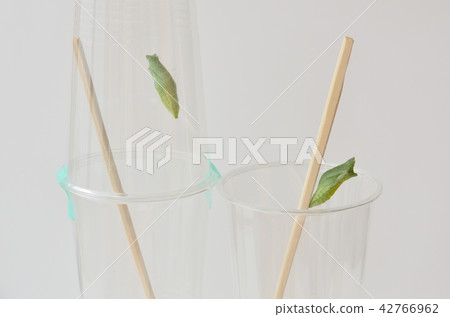 Namiaguaha的蛹 Namiaguaha的蛹 42766962