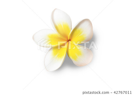 beautiful white flower 42767011