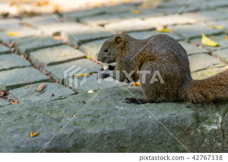 Red-Bellied Squirrel at Taipei 228 Park, Taipei Bay 42767338