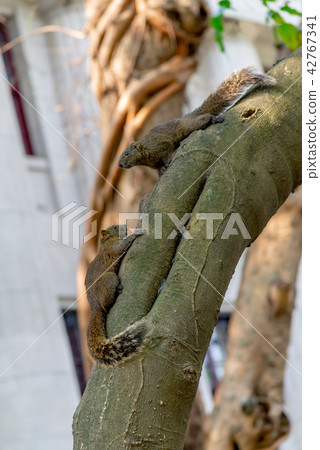 台北灣台北228公園的紅腹松鼠 台北灣台北228公園的紅腹松鼠 42767341