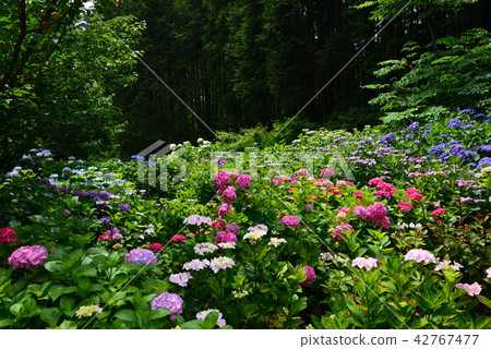 I went to the forest of hydrangea # 16 I went to the forest of hydrangea # 16 42767477