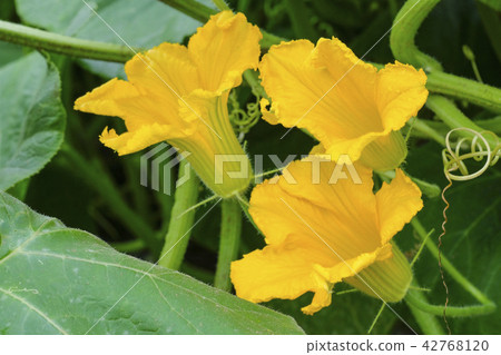 Pumpkin flowers Pumpkin flowers 42768120