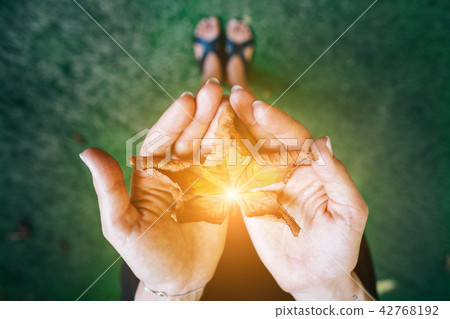 Yellow autumn leaves in the palm of a girl. 42768192