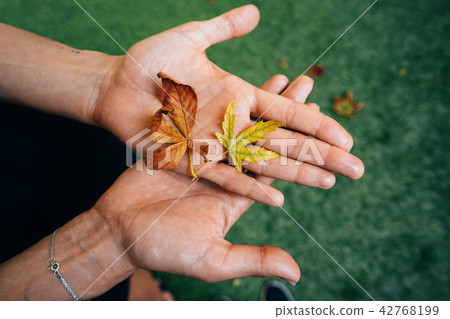 Yellow autumn leaves in the palm of a girl. Yellow autumn leaves in the palm of a girl. 42768199