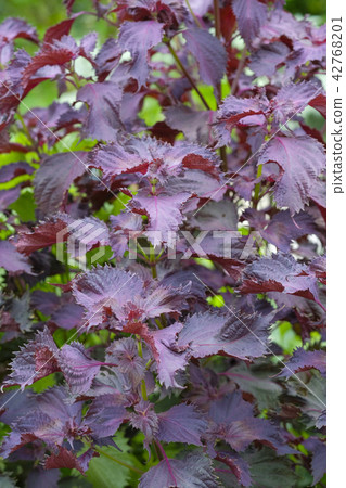 Red Flower and Fruit Red 42768201