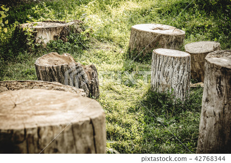 Closeup tree stumps among a forest, high resolution Closeup tree stumps among a forest, high resolution 42768344