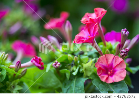 Summer flower Oshiribana Summer flower Oshiribana 42768572