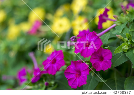 Summer flower Oshiribana Summer flower Oshiribana 42768587