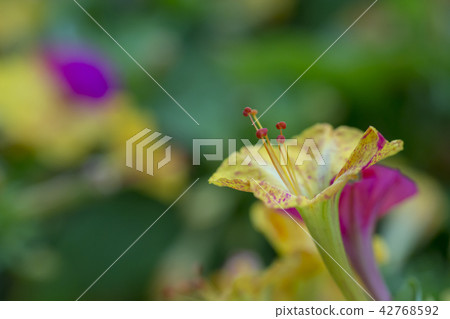 Summer flower Oshiribana Summer flower Oshiribana 42768592