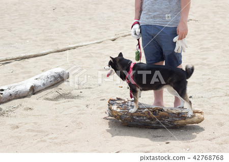 柴犬  黑柴 42768768