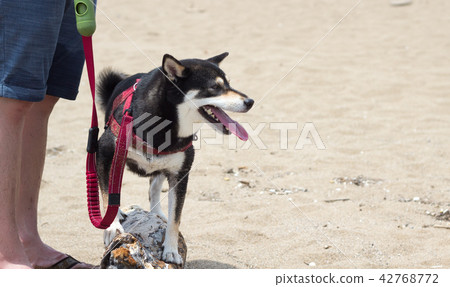 柴犬  黑柴 42768772