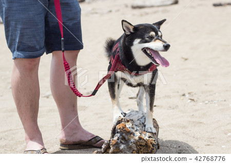 柴犬  黑柴 42768776