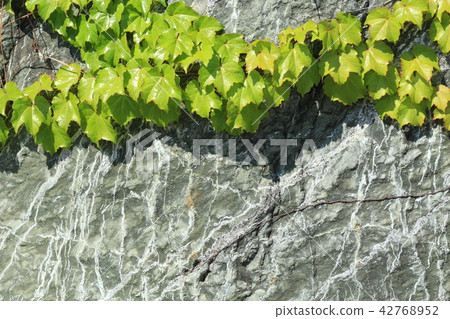 粗糙的皮膚 42768952