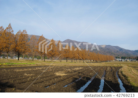 秋天葉子中的水杉樹 42769213