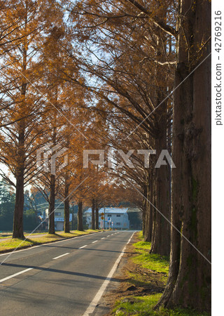 Metasequoia trees in autumn leaves Metasequoia trees in autumn leaves 42769216