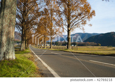 Metasequoia trees in autumn leaves Metasequoia trees in autumn leaves 42769218