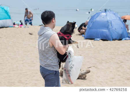 柴犬  黑柴 42769258