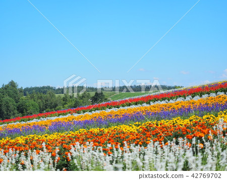 Hill of color of Biei Hill of color of Biei 42769702