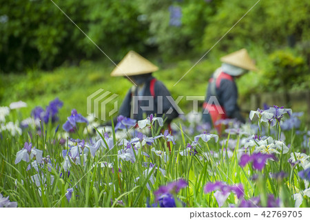 Iris and flower picking girl Iris and flower picking girl 42769705