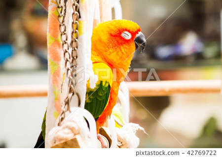 Parrot, sun conure, sleeping on the perch 42769722