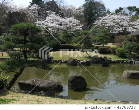 Akebonosan park in Kashiwa City where cherry blossoms are blooming (Japanese garden) Akebonosan park in Kashiwa City where cherry blossoms are blooming (Japanese garden) 42769728