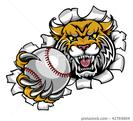 Wildcat Holding Baseball Ball Breaking Background 42769804