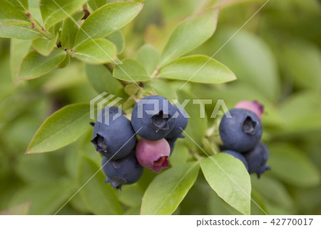 Berries of blueberries on a branch Berries of blueberries on a branch 42770017