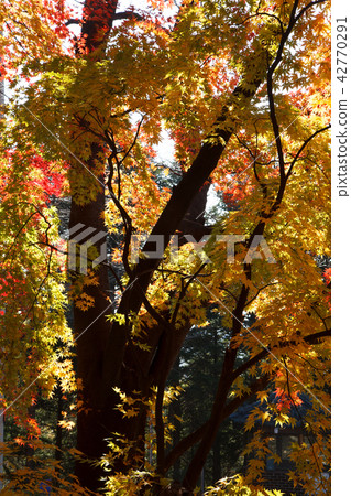 Autumn leaves, Autumn, Achashan Autumn leaves, Autumn, Achashan 42770291